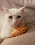 3gya9omaowq.jpg