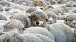 How-to-Detect-a-Wolf-in-Sheeps-Clothing.png