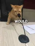 images (34).jpeg