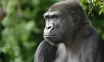 lowlandgorilla-004.jpg
