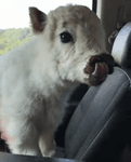 x3sn080lmpe.webm