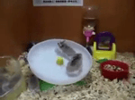 1748495509676701.webm
