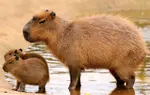 Adult-capybara.jpg