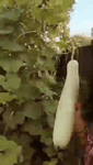 videoplayback.mp4