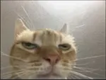 hlfdb8nxn0q.png