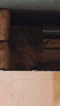 i66t2oxy48m.webm