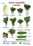 Asian_Vegetable_Names.jpg Asian_Vegetable_Names.jpg