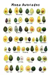 Avacado_Types.jpg Avacado_Types.jpg