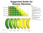 Banana_Ripening.jpg Banana_Ripening.jpg