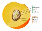Fruit_Anatomy_Drupe.png Fruit_Anatomy_Drupe.png