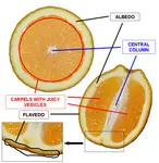 Fruit_Anatomy_Hesperidium.png Fruit_Anatomy_Hesperidium.png