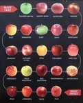 surfinmozart_Apples_on_a_scale_from_most_tart_to_most_sweet_davkj5.jpg surfinmozart_Apples_on_a_scale_from_most_tart_to_most_sweet_davkj5.jpg