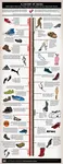History_of_Shoes_A.jpg History_of_Shoes_A.jpg