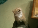 Adorable kitten has sneezing fit..webm