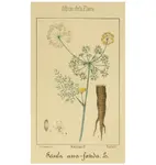 Album_de_la_flora_médico-farmacéutica_é_industrial,_indígena_y_exótica_(Pl..jpg Album_de_la_flora_médico-farmacéutica_é_industrial,_indígena_y_exótica_(Pl..jpg