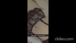8-vid-5_L45U3CbP.mp4