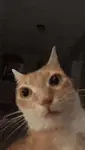 sv94f1bppje.gif