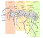 Ant_Exoskeleton.png Ant_Exoskeleton.png