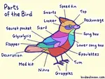 Bird_Anatomy_(1).gif Bird_Anatomy_(1).gif