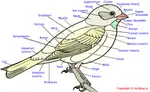 Bird_Anatomy_(2).gif Bird_Anatomy_(2).gif