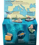 Bluefin_Tuna.jpg Bluefin_Tuna.jpg