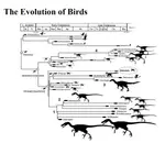 Evolution_of_Birds.jpg Evolution_of_Birds.jpg