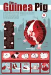 Guinea_Pigs.jpg Guinea_Pigs.jpg