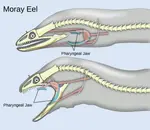 Moray_Eel.png Moray_Eel.png