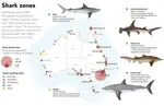 Shark_Attack_Zones.jpg Shark_Attack_Zones.jpg