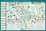 Vertabrate_Evolution.jpg Vertabrate_Evolution.jpg