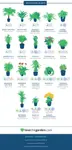 Air-purifier-plants-NASA-Infographics.jpg Air-purifier-plants-NASA-Infographics.jpg