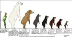 How-Tall-is-a-Polar-Bear-Standing-Up-compared-to-other-bears-and-human.jpg How-Tall-is-a-Polar-Bear-Standing-Up-compared-to-other-bears-and-human.jpg