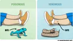 None_Minimalist_infographic__Poisonous_vs_venomous__37qpb3.jpg None_Minimalist_infographic__Poisonous_vs_venomous__37qpb3.jpg