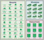 Leaf_Morphology.png Leaf_Morphology.png