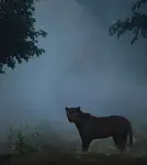 Lone Cat.jpg