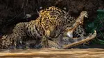 Jaguar hunting Caiman.jpg