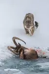 Snow Leopard returning to it's kill.jpg